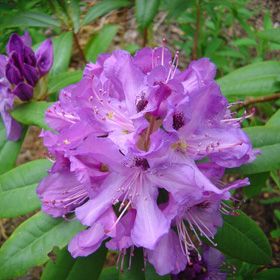 Rhododendro Ponticum