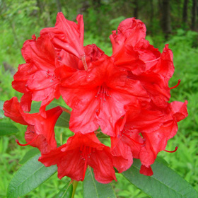 Rhododendro Vulcan