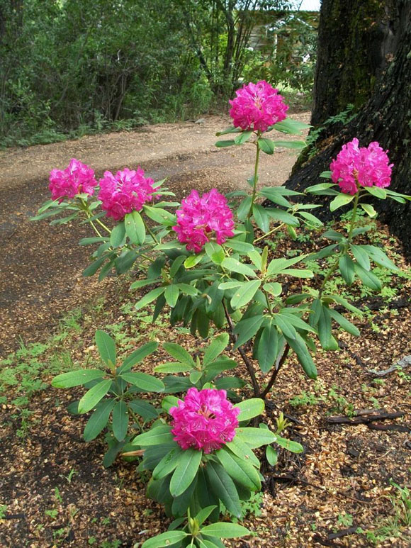 Rododendro John Walter